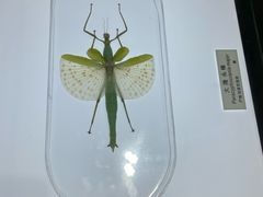 -上海昆虫博物馆