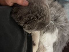 -宠爱国际动物医院· 猫科· 外科·中兽医(长白店)