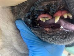 -读宠于你·约克夏比熊·睫角守宫·爬宠售卖(高新店)