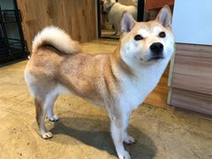 -八公叔叔宠物美容连锁(春申店)