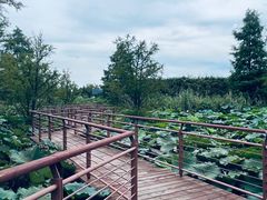 -同里国家湿地公园