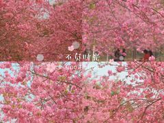 -天适樱花悠乐园