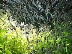 -迪拜水族馆及水下动物园