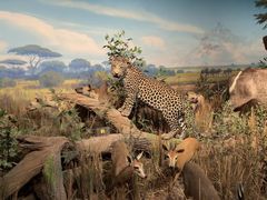 -陕西自然博物馆