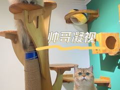 -柚子猫舍·精品猫舍购猫·猫咪认养·购宠·宠物店