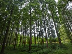 -黄海国家森林公园