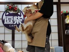 -逗柴咖啡屋·狗咖猫咖宠物桌游