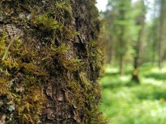 -硗碛藏寨·神木垒景区