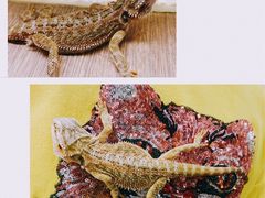 -藦茜花园宠物主题亲子互动体验馆(国顺东路店)