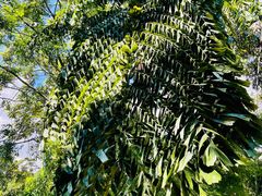 -西双版纳基诺山寨