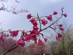 -顾村公园