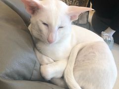 -飞行喵MR PILOT|猫舍·猫咖(静安大融城店)