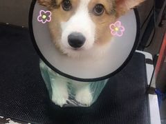 -宠宠熊宠物美容(星湖街店)