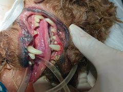 -宠颐生猫科·内科皮肤科(西平世纪城店)