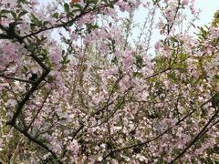 -杭州半山国家森林公园