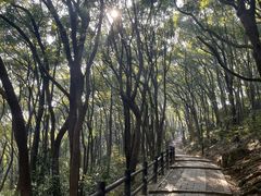 -苏州上方山国家森林公园