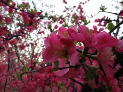-洛阳市隋唐城遗址植物园