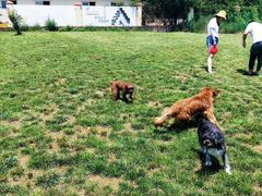 -趣玩宠物乐园寄养训犬训狗游泳池
