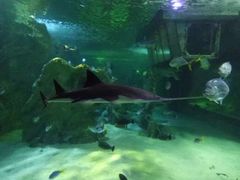 -悉尼海洋生物水族馆