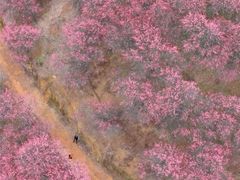 -新建村梅花