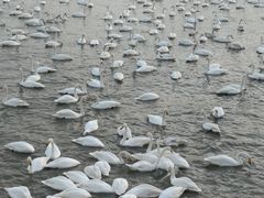 -烟墩角天鹅湖