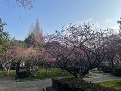 -红梅公园