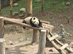 -都江堰中华大熊猫苑