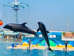 -秦皇岛乐岛海洋王国