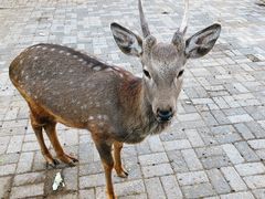 -长白岛森林公园