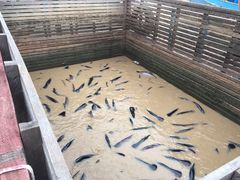 iphone_upload_pic-洞里萨湖