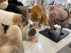 -喵园·猫主题咖啡厅·撸猫·猫咖(国贸店)