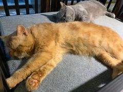 -more than meow吴止猫主题餐厅(承德 中船汇店)