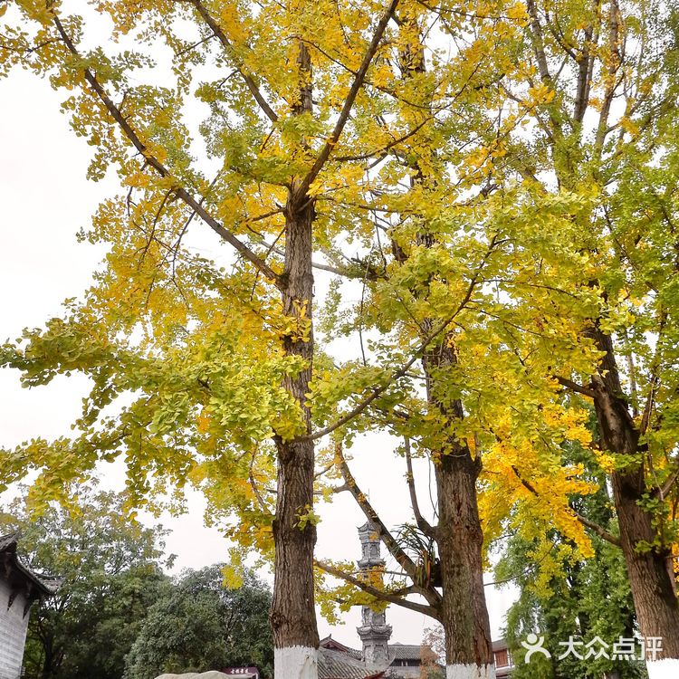 街子古镇的正确打开方式🍂秋天怎么玩儿?