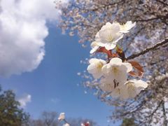 -京都御所
