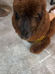 -神奇动物撸宠馆·羊驼·小浣熊·异宠(豫园店)
