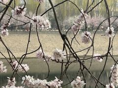 -桃花堤公园