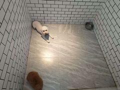 -趣玩宠物乐园寄养训犬训狗游泳池