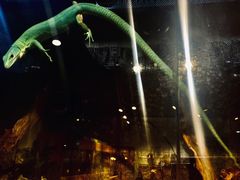 -酷以爬仙阁实体爬宠店·守宫·蜥蜴·专业繁育