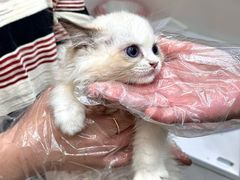 -青奢宠物·青奢猫舍