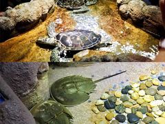 -大连圣亚海洋世界