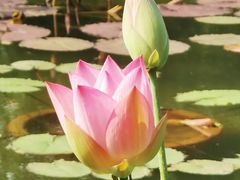 -莲花池公园