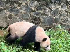 -都江堰中华大熊猫苑