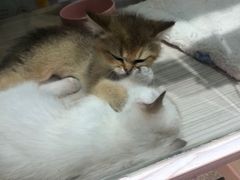 -屋虎猫馆(宝安大仟里店)