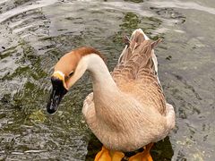 -靖西鹅泉风景区