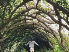 -广西壮族自治区药用植物园