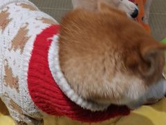 -逗柴咖啡屋·狗咖猫咖宠物桌游