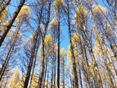 -塞罕坝国家级自然保护区