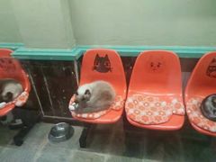 -猫咪博物馆(顶澳仔猫街店)