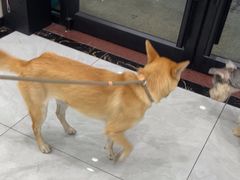 -安安宠医宠物医院·异宠·犬猫内科(岳阳分院)