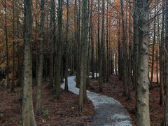 -上海海湾国家森林公园